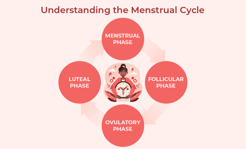 Understanding the Menstrual Cycle